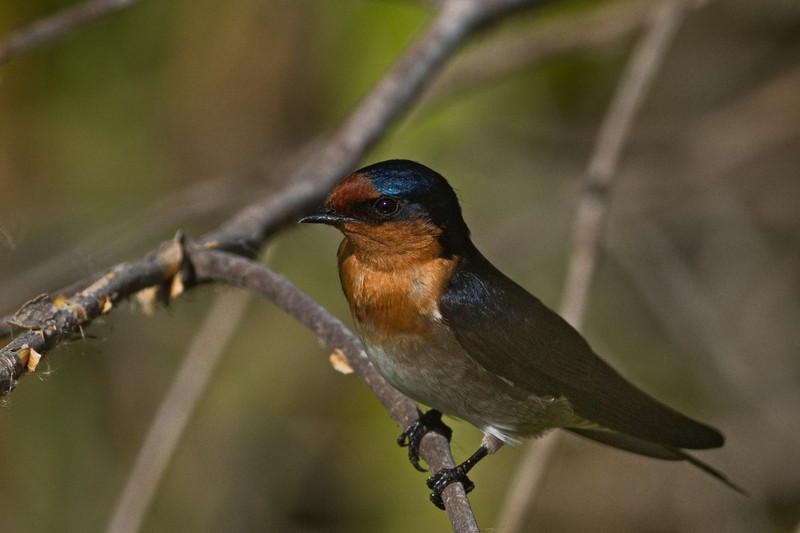 Welcome Swallow